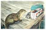 Otter Delight